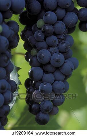 grapes, Finger Lakes, NY, New York, Cayuga Lake, Close-up of red grapes growing on a vine in the wine growing region of the Finger Lakes. View Large Photo Image Picture - grapes, Finger Lakes, NY, New York, Cayuga Lake, Close-up of red grapes growing on a vine in the wine growing region of the Finger Lakes.. Fotosearch