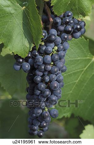 grapes, Finger Lakes, NY, New York, Cayuga Lake, Close-up of red grapes growing on a vine in the wine growing region of the Finger Lakes. View Large Photo Image Stock Image - grapes, Finger Lakes, NY, New York, Cayuga Lake, Close-up of red grapes growing on a vine in the wine growing region of the Finger Lakes.. Fotosearch