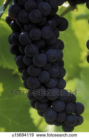 grapes, NY, Finger Lakes, New York, Cayuga Lake, Close-up of red grapes growing on a vine in the wine growing region of the Finger Lakes. View Large Photo Image Stock Photo - grapes, NY, Finger Lakes, New York, Cayuga Lake, Close-up of red grapes growing on a vine in the wine growing region of the Finger Lakes.. Fotosearch