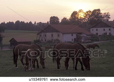 horses, Switzerland, farm, Jura, Horses grazing in a pasture on a farm in Franches-Montagnes. View Large Photo Image Stock Image - horses, Switzerland, farm, Jura, Horses grazing in a pasture on a farm in Franches-Montagnes.. Fotosearch