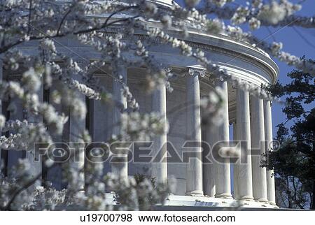 Jefferson Memorial, Washington, DC, District of Columbia, The Thomas Jefferson Memorial and cherry blossoms in the spring in Washington, D. C. View Large Photo Image Stock Photo - Jefferson Memorial, Washington, DC, District of Columbia, The Thomas Jefferson Memorial and cherry blossoms in the spring in Washington, D. C.. Fotosearch