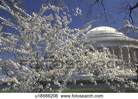 Stock Photograph -  Jefferson Memorial, Washington, DC, District of Columbia, The Thomas Jefferson Memorial and cherry blossoms in the spring in Washington, D. C.. Fotosearch
