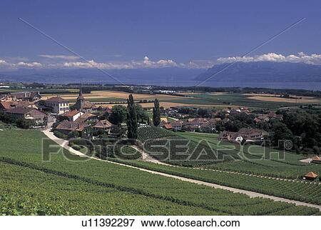 Stock Photo -  La Cote, Lake Geneva, Switzerland, Vaud, Scenic view of the village of Fechy and the countryside covered with vineyards along Lac Leman in the Canton of Vaud. Scenic view of the Alps across Lake Geneva.. Fotosearch