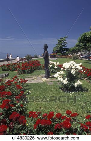 Stock Photograph -  lakefront, Vevey, Switzerland, Lake Geneva, Vaud, Statue of Charlie Chaplin holding a pink rose at the lakefront park along Lac Leman in Vevey in the Canton of Vaud. He is surrounded by beautiful red and white flowers.. Fotosearch