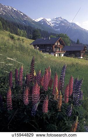 lupine, chalet, Switzerland, Valais, Alps, Colorful Lupine flowers grow in a meadow near two Swiss chalets in the village of Ernen in Goms Valley in the Canton of Valais in the Swiss Alps. View Large Photo Image Stock Photo - lupine, chalet, Switzerland, Valais, Alps, Colorful Lupine flowers grow in a meadow near two Swiss chalets in the village of Ernen in Goms Valley in the Canton of Valais in the Swiss Alps.. Fotosearch