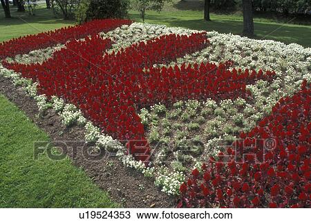 maple leaf, Thunder Bay, Canada, Ontario, Red and white flowers make up the Canadian Flag in the International Friendship Gardens in Thunder Bay. View Large Photo Image Stock Image - maple leaf, Thunder Bay, Canada, Ontario, Red and white flowers make up the Canadian Flag in the International Friendship Gardens in Thunder Bay.. Fotosearch