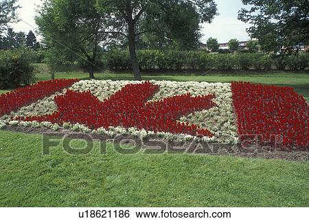 Stock Photograph -  maple leaf, Thunder Bay, Canada, Ontario, Red and white flowers make up the Canadian Flag in the International Friendship Gardens in Thunder Bay.. Fotosearch