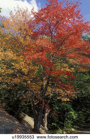 maple tree, NH, New Hampshire, White Mountain National Forest, Colorful fall foliage in the White Mountain Nat'l Forest in autumn. View Large Photo Image Stock Image - maple tree, NH, New Hampshire, White Mountain National Forest, Colorful fall foliage in the White Mountain Nat'l Forest in autumn.. Fotosearch