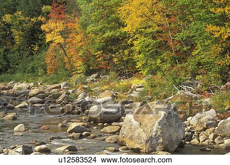 ME, Maine, White Mountain National Forest, Colorful fall foliage along Evans Brook in the White Mountain Nat'l Forest in autumn. View Large Photo Image Picture - ME, Maine, White Mountain National Forest, Colorful fall foliage along Evans Brook in the White Mountain Nat'l Forest in autumn.. Fotosearch