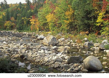 ME, Maine, White Mountain National Forest, Colorful fall foliage along Evans Brook in the White Mountain Nat'l Forest in autumn. View Large Photo Image Picture - ME, Maine, White Mountain National Forest, Colorful fall foliage along Evans Brook in the White Mountain Nat'l Forest in autumn.. Fotosearch
