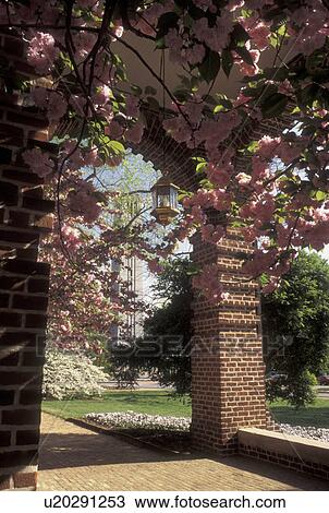 NC State University, Raleigh, NC, North Carolina, Looking through the arches at the spring blossoms at Holladay Hall on the campus of North Carolina State University in Raleigh. View Large Photo Image Stock Image - NC State University, Raleigh, NC, North Carolina, Looking through the arches at the spring blossoms at Holladay Hall on the campus of North Carolina State University in Raleigh.. Fotosearch