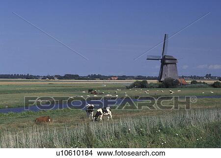 Picture -  Netherlands, Schermerhorn, Holland, Noord-Holland, Europe, Livestock grazing in a pasture on a farm with a windmill next to a canal in the scenic countryside in Schermerhorn. . Fotosearch