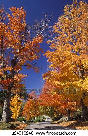 New Hampshire, East Andover, NH, Colorful fall foliage along Maple Street in East Andover in the fall. View Large Photo Image Stock Photo - New Hampshire, East Andover, NH, Colorful fall foliage along Maple Street in East Andover in the fall.. Fotosearch