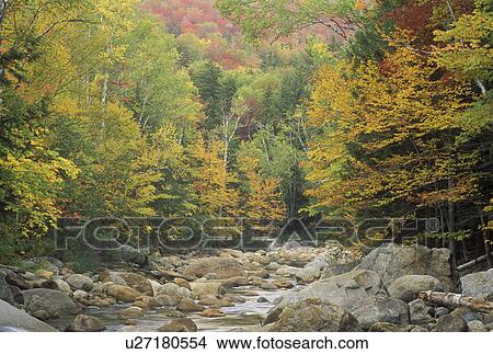 NH, Glen House, New Hampshire, White Mountain National Forest, Colorful fall foliage along the Peabody River in the White Mountain Nat'l Forest in autumn. View Large Photo Image Picture - NH, Glen House, New Hampshire, White Mountain National Forest, Colorful fall foliage along the Peabody River in the White Mountain Nat'l Forest in autumn.. Fotosearch