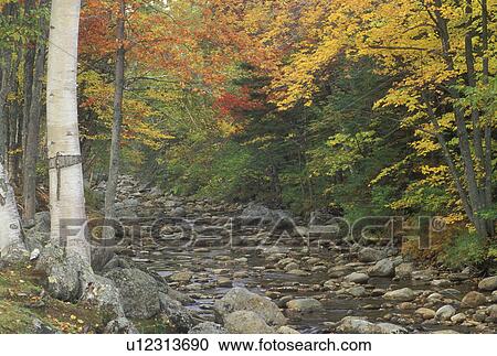 NH, Glen House, New Hampshire, White Mountain National Forest, Colorful fall foliage along the Peabody River in the White Mountain Nat'l Forest in autumn. View Large Photo Image Stock Image - NH, Glen House, New Hampshire, White Mountain National Forest, Colorful fall foliage along the Peabody River in the White Mountain Nat'l Forest in autumn.. Fotosearch