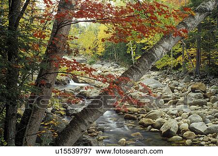 NH, Glen House, New Hampshire, White Mountain National Forest, Birch tree and colorful fall foliage along the Peabody River in the White Mountain Nat'l Forest in autumn. View Large Photo Image Stock Photo - NH, Glen House, New Hampshire, White Mountain National Forest, Birch tree and colorful fall foliage along the Peabody River in the White Mountain Nat'l Forest in autumn.. Fotosearch