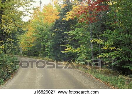 Stock Photo -  NH, Glen House, New Hampshire, White Mountain National Forest, Colorful fall foliage along a forest road in the White Mountain Nat'l Forest in autumn.. Fotosearch