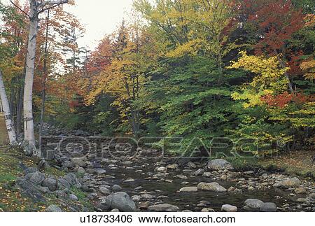 NH, Glen House, New Hampshire, White Mountain National Forest, Colorful fall foliage along the Peabody River in the White Mountain Nat'l Forest in autumn. View Large Photo Image Stock Photograph - NH, Glen House, New Hampshire, White Mountain National Forest, Colorful fall foliage along the Peabody River in the White Mountain Nat'l Forest in autumn.. Fotosearch