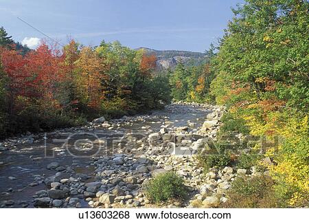NH, New Hampshire, White Mountain National Forest, Colorful fall foliage along the Swift River along the Scenic Kancamagus Highway in the White Mountain Nat'l Forest in autumn. View Large Photo Image Stock Photo - NH, New Hampshire, White Mountain National Forest, Colorful fall foliage along the Swift River along the Scenic Kancamagus Highway in the White Mountain Nat'l Forest in autumn.. Fotosearch
