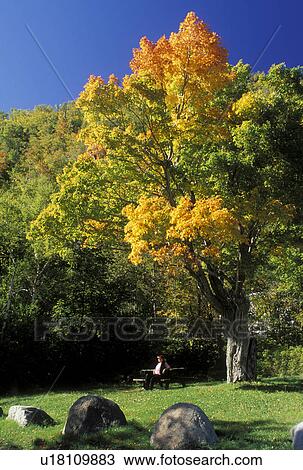 Stock Image -  NY, The Adirondacks, Lake Placid, New York, Woman sitting at picnic table at picnic area in Lake Placid in the autumn. . Fotosearch