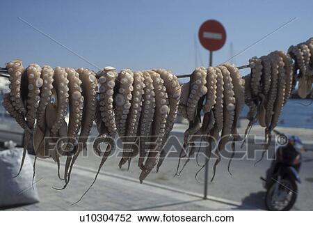 octopus, Naxos, Greek Islands, Cyclades, Greece, Europe, Octopus hanging to dry on the waterfront of Hora Naxos on Naxos Island on the Aegean Sea. View Large Photo Image Stock Image - octopus, Naxos, Greek Islands, Cyclades, Greece, Europe, Octopus hanging to dry on the waterfront of Hora Naxos on Naxos Island on the Aegean Sea.. Fotosearch