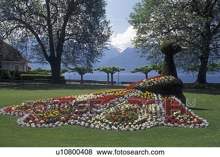 peacock, Vevey, Switzerland, Vaud, Lake Geneva, Giant peacock flower statue at the lakefront park along Lac Leman in Vevey in the Canton of Vaud. View Large Photo Image Stock Photo - peacock, Vevey, Switzerland, Vaud, Lake Geneva, Giant peacock flower statue at the lakefront park along Lac Leman in Vevey in the Canton of Vaud. . Fotosearch