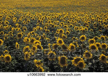 sunflower, Switzerland, La Cote, Vaud, Field of sunflowers View Large Photo Image Stock Image - sunflower, Switzerland, La Cote, Vaud, Field of sunflowers. Fotosearch
