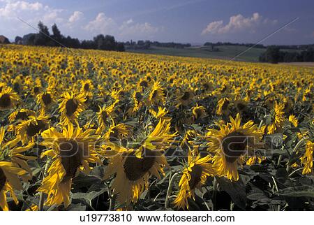 Stock Image -  sunflower, Switzerland, La Cote, Vaud, Field of sunflowers. Fotosearch