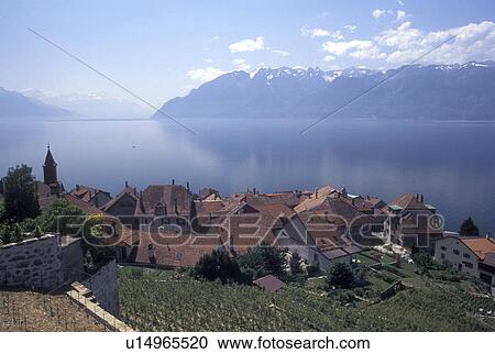 Switzerland, Alps, Lavaux, Lake Geneva, vineyard, Vaud, Picturesque village of Rivaz surrounded by vineyards along the lakeshore of Lac Leman in the Canton of Vaud. Scenic view of the Alps across Lake Geneva. View Large Photo Image Stock Image - Switzerland, Alps, Lavaux, Lake Geneva, vineyard, Vaud, Picturesque village of Rivaz surrounded by vineyards along the lakeshore of Lac Leman in the Canton of Vaud. Scenic view of the Alps across Lake Geneva.. Fotosearch