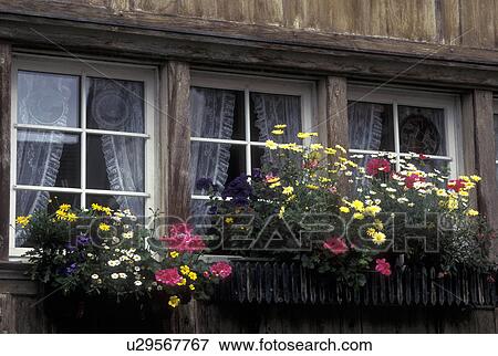 Switzerland, Appenzell, Europe, Window boxes on a house decorated with colorful flowers in the town of Appenzell. View Large Photo Image Stock Photo - Switzerland, Appenzell, Europe, Window boxes on a house decorated with colorful flowers in the town of Appenzell.. Fotosearch
