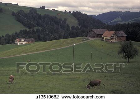 Switzerland, farm, cows, Appenzell, Europe, Scenic view of Brown Swiss Cows grazing in a pasture on a farm in Appenzell. View Large Photo Image Stock Image - Switzerland, farm, cows, Appenzell, Europe, Scenic view of Brown Swiss Cows grazing in a pasture on a farm in Appenzell.. Fotosearch