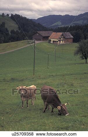 Switzerland, farm, cows, Appenzell, Europe, Scenic view of Brown Swiss Cows grazing in a pasture on a farm in Appenzell. View Large Photo Image Stock Photo - Switzerland, farm, cows, Appenzell, Europe, Scenic view of Brown Swiss Cows grazing in a pasture on a farm in Appenzell.. Fotosearch