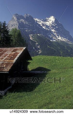 Switzerland, Grindelwald, Bern, Bernese Alps, Europe, Scenic view of a small wooden chalet against the snow-capped mountains of the Bernese Alps in Grindelwald. View Large Photo Image Stock Photo - Switzerland, Grindelwald, Bern, Bernese Alps, Europe, Scenic view of a small wooden chalet against the snow-capped mountains of the Bernese Alps in Grindelwald.. Fotosearch