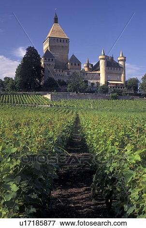 Switzerland, La Cote, castle, Vaud, Vufflens-le-Chateau surrounded by vineyards. View Large Photo Image Stock Photo - Switzerland, La Cote, castle, Vaud, Vufflens-le-Chateau surrounded by vineyards.. Fotosearch