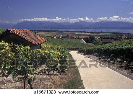 Switzerland, La Cote, Vaud, Lake Geneva, A small paved road leads through the scenic countryside covered with vineyards along Lac Leman in the Canton of Vaud. Scenic view of the Alps across Lake Geneva. View Large Photo Image Stock Image - Switzerland, La Cote, Vaud, Lake Geneva, A small paved road leads through the scenic countryside covered with vineyards along Lac Leman in the Canton of Vaud. Scenic view of the Alps across Lake Geneva.. Fotosearch