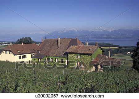 Switzerland, La Cote, Vaud, Lake Geneva, Scenic view of the village of Bougy-Villars and the countryside covered with vineyards along Lac Leman in the Canton of Vaud. Scenic view of the Alps across Lake Geneva. View Large Photo Image Stock Photo - Switzerland, La Cote, Vaud, Lake Geneva, Scenic view of the village of Bougy-Villars and the countryside covered with vineyards along Lac Leman in the Canton of Vaud. Scenic view of the Alps across Lake Geneva.. Fotosearch