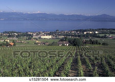 Switzerland, La Cote, vineyard, Lake Geneva, Rolle, Vaud, Scenic view of the countryside covered with vineyards and the village of Rolle along Lac Leman in the Canton of Vaud. Scenic view of the Alps across Lake Geneva. View Large Photo Image Picture - Switzerland, La Cote, vineyard, Lake Geneva, Rolle, Vaud, Scenic view of the countryside covered with vineyards and the village of Rolle along Lac Leman in the Canton of Vaud. Scenic view of the Alps across Lake Geneva.. Fotosearch
