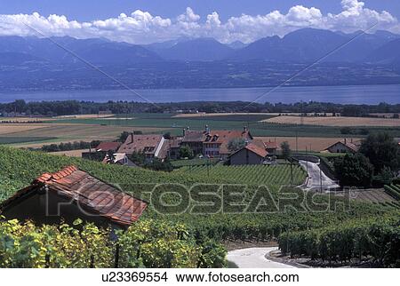 Switzerland, La Cote vineyards, Vaud, Lake Geneva, Lac Leman, Scenic countryside View Large Photo Image Picture - Switzerland, La Cote vineyards, Vaud, Lake Geneva, Lac Leman, Scenic countryside . Fotosearch