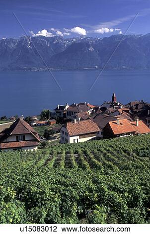 Switzerland, Lake Geneva, Alps, Lavaux, Vaud, vineyard, Picturesque village of Rivaz surrounded by vineyards along the lakeshore of Lac Leman in the Canton of Vaud. Scenic view of the Alps across Lake Geneva. View Large Photo Image Stock Image - Switzerland, Lake Geneva, Alps, Lavaux, Vaud, vineyard, Picturesque village of Rivaz surrounded by vineyards along the lakeshore of Lac Leman in the Canton of Vaud. Scenic view of the Alps across Lake Geneva.. Fotosearch