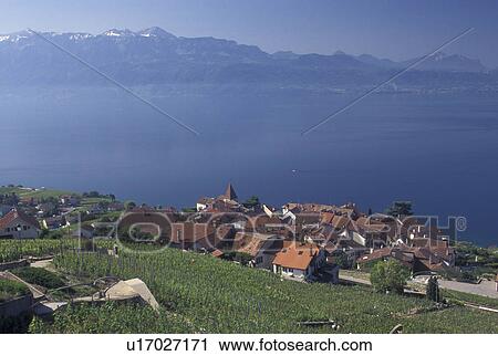 Switzerland, Lake Geneva, Alps, vineyard, Vaud, Lavaux, Village of Grandvaux along the lakeshore of Lac Leman and the vineyards of Lavaux in the Canton of Vaud. View Large Photo Image Stock Image - Switzerland, Lake Geneva, Alps, vineyard, Vaud, Lavaux, Village of Grandvaux along the lakeshore of Lac Leman and the vineyards of Lavaux in the Canton of Vaud. . Fotosearch
