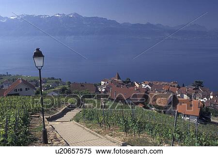 Stock Photography -  Switzerland, Lake Geneva, Alps, vineyard, Vaud, Lavaux, Village of Grandvaux along the lakeshore of Lac Leman and the vineyards of Lavaux in the Canton of Vaud. . Fotosearch