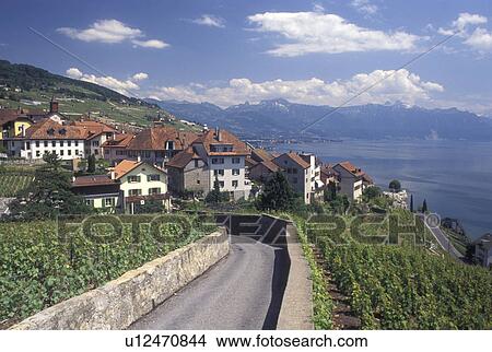 Switzerland, Lake Geneva, vineyard, Vaud, Lavaux, Alps, Village of Rivaz along the lakeshore of Lac Leman and the vineyards of Lavaux in the Canton of Vaud. Scenic view of the Alps across Lake Geneva. View Large Photo Image Picture - Switzerland, Lake Geneva, vineyard, Vaud, Lavaux, Alps, Village of Rivaz along the lakeshore of Lac Leman and the vineyards of Lavaux in the Canton of Vaud. Scenic view of the Alps across Lake Geneva.. Fotosearch