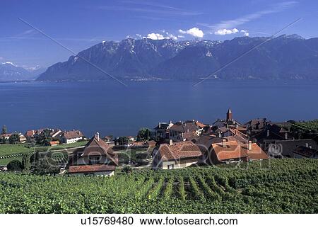 Switzerland, Lavaux, Alps, Lake Geneva, vineyard, Vaud, Picturesque village of Rivaz surrounded by vineyards along the lakeshore of Lac Leman in the Canton of Vaud. Scenic view of the Alps across Lake Geneva. View Large Photo Image Stock Image - Switzerland, Lavaux, Alps, Lake Geneva, vineyard, Vaud, Picturesque village of Rivaz surrounded by vineyards along the lakeshore of Lac Leman in the Canton of Vaud. Scenic view of the Alps across Lake Geneva.. Fotosearch