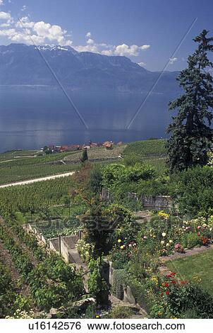 Switzerland, Lavaux, Lac Leman, vineyards, Vaud, Scenic view the steep slopes of the vineyards of Lavaux in the Canton of Vaud along Lake Geneva. View of the Alps. View Large Photo Image Stock Photograph - Switzerland, Lavaux, Lac Leman, vineyards, Vaud, Scenic view the steep slopes of the vineyards of Lavaux in the Canton of Vaud along Lake Geneva. View of the Alps.. Fotosearch