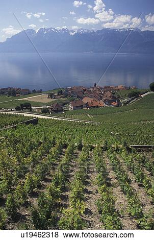 Switzerland, Lavaux, vineyard, Lake Geneva, Alps, Vaud, Picturesque village of Rivaz surrounded by vineyards along the lakeshore of Lac Leman in the Canton of Vaud. Scenic view of the Alps across Lake Geneva. View Large Photo Image Stock Photo - Switzerland, Lavaux, vineyard, Lake Geneva, Alps, Vaud, Picturesque village of Rivaz surrounded by vineyards along the lakeshore of Lac Leman in the Canton of Vaud. Scenic view of the Alps across Lake Geneva.. Fotosearch