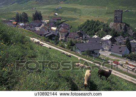 Picture -  Switzerland, Uri, Urseren, Alps, Sheep grazing in a pasture above the village of Hospental in the Swiss Alps.. Fotosearch
