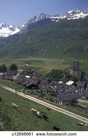 Switzerland, Uri, Urseren, Alps, Sheep grazing in a pasture above the village of Hospental in the Swiss Alps. View Large Photo Image Stock Image - Switzerland, Uri, Urseren, Alps, Sheep grazing in a pasture above the village of Hospental in the Swiss Alps.. Fotosearch