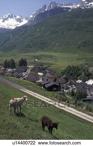 Switzerland, Uri, Urseren, Alps, Sheep grazing in a pasture above the village of Hospental in the Swiss Alps. View Large Photo Image Stock Image - Switzerland, Uri, Urseren, Alps, Sheep grazing in a pasture above the village of Hospental in the Swiss Alps.. Fotosearch