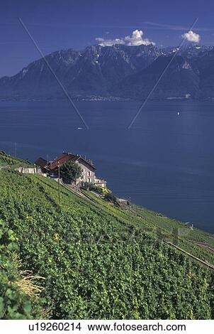 Switzerland, Vaud, Lavaux, Lac Leman, vineyards, Scenic view the steep slopes of the vineyards of Lavaux in the Canton of Vaud along Lake Geneva. The Alps can be seen in the distance. View Large Photo Image Picture - Switzerland, Vaud, Lavaux, Lac Leman, vineyards, Scenic view the steep slopes of the vineyards of Lavaux in the Canton of Vaud along Lake Geneva. The Alps can be seen in the distance.. Fotosearch