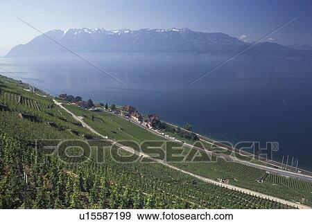 Switzerland, Vaud, Lavaux, Lac Leman, Scenic view of the steep slopes of the vineyards along Lake Geneva in the Canton of Vaud. The Alps can be seen across the lake. View Large Photo Image Stock Photo - Switzerland, Vaud, Lavaux, Lac Leman, Scenic view of the steep slopes of the vineyards along Lake Geneva in the Canton of Vaud. The Alps can be seen across the lake.. Fotosearch